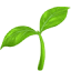 The Emerging Leader`